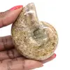 Amonita pulida para coleccionistas: tesoro fósil de Madagascar (100 g) - 0