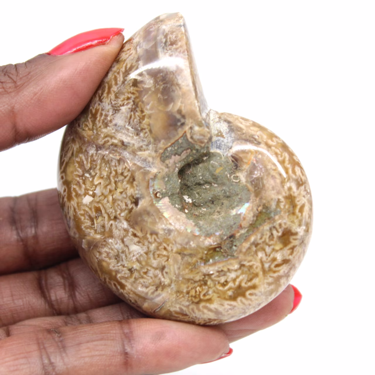 Amonita pulida para coleccionistas: tesoro fósil de Madagascar (100 g)