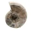 Amonita pulida - Pequeño ejemplar de colección de Madagascar (80 g) - 1