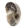 Amonita pulida - Pequeño ejemplar de colección de Madagascar (80 g) - 2