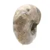 Amonita pulida - Pequeño ejemplar de colección de Madagascar (80 g) - 3
