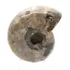 Amonita pulida - Pequeño ejemplar de colección de Madagascar (80 g) - 4