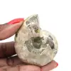 Amonita pulida - Pequeño ejemplar de colección de Madagascar (80 g) - 0