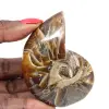 Amonita pulida - Ejemplar de colección estrecha de Madagascar (120 g) - 0