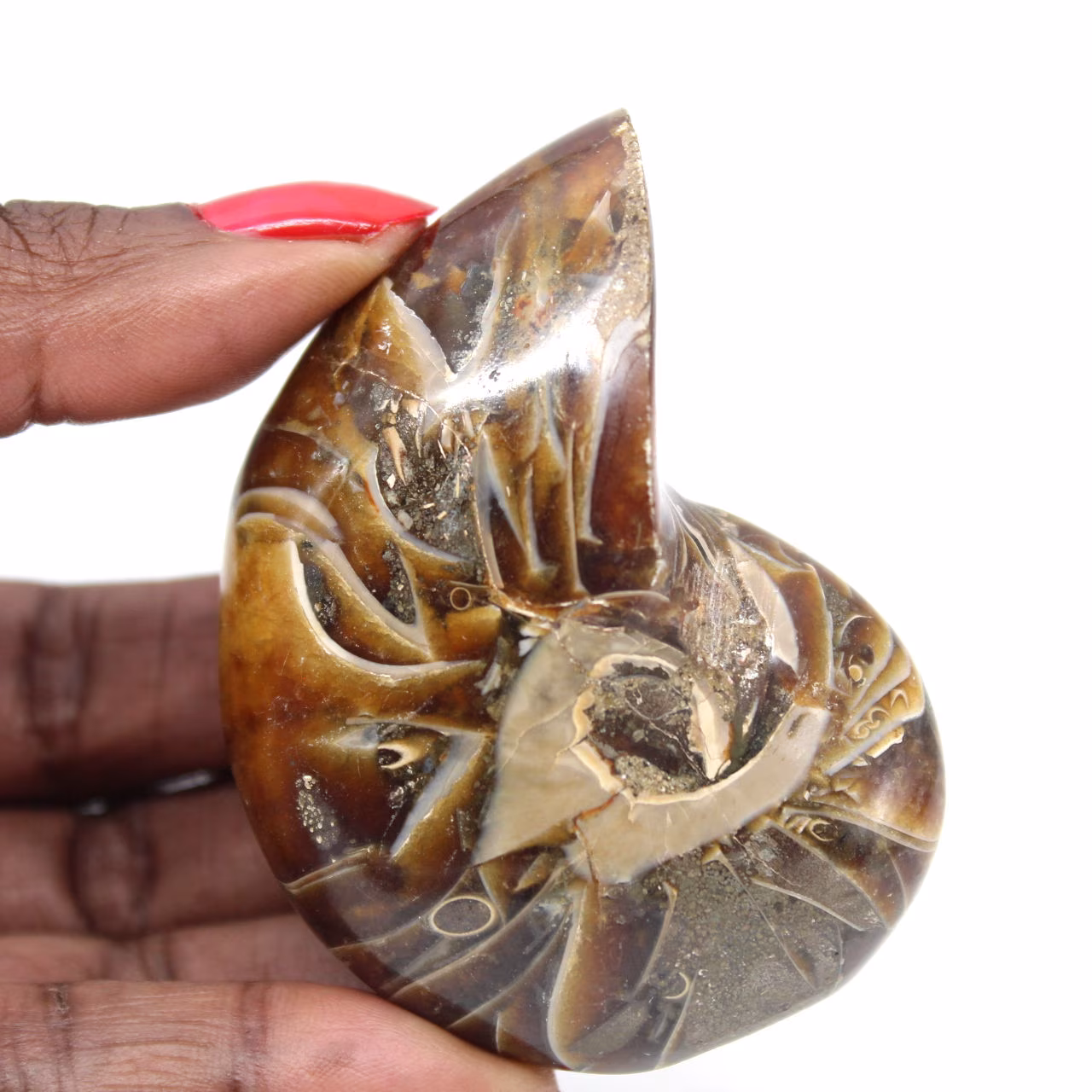 Amonita pulida - Ejemplar de colección estrecha de Madagascar (120 g)