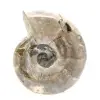 Pequeño fósil de amonita pulido: piedra natural de la historia geológica - 1