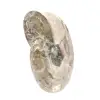 Pequeño fósil de amonita pulido: piedra natural de la historia geológica - 2