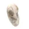 Pequeño fósil de amonita pulido: piedra natural de la historia geológica - 3