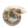 Pequeño fósil de amonita pulido: piedra natural de la historia geológica - 4