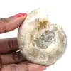 Pequeño fósil de amonita pulido: piedra natural de la historia geológica - 0