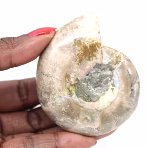 Pequeño fósil de amonita pulido: piedra natural de la historia geológica