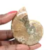 Pequeño fósil de amonita pulido: ejemplar auténtico de Madagascar - 0