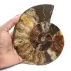 Amonita pulida para litoterapia y recolección – Madagascar - 1