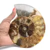 Sección pulida de un fósil de amonita – Geología de Madagascar - 1