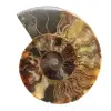 Sección pulida de un fósil de amonita – Geología de Madagascar - 0