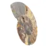 Sección pulida de un fósil de amonita – Geología de Madagascar - 2