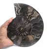 Amonita fósil decorativa pulida: ejemplar de Madagascar - 1