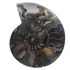 Amonita fósil decorativa pulida: ejemplar de Madagascar - 0