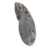 Amonita fósil decorativa pulida: ejemplar de Madagascar - 2