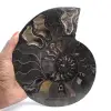 Fósil de amonita aserrado y pulido de Madagascar: pieza única de colección - 1