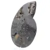 Fósil de amonita aserrado y pulido de Madagascar: pieza única de colección - 2
