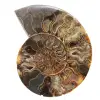 Decoración de sala de estar con fósil de amonita: espécimen geológico crudo/pulido - 0