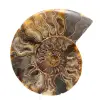 Gran amonita fósil en espiral pulida – Decoración histórica - 0
