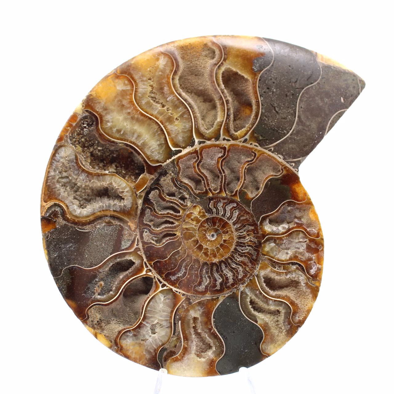 Gran amonita fósil en espiral pulida – Decoración histórica
