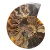 Amonita aserrada y pulida de Madagascar: una hermosa pieza de exhibición - 0