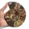 Amonita pulida para muebles de colección – Tesoro de Madagascar - 1