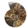 Amonita pulida para muebles de colección – Tesoro de Madagascar - 0