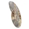 Amonita pulida para muebles de colección – Tesoro de Madagascar - 2