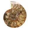 Amonita ornamental pulida de Madagascar – Decoración auténtica - 0