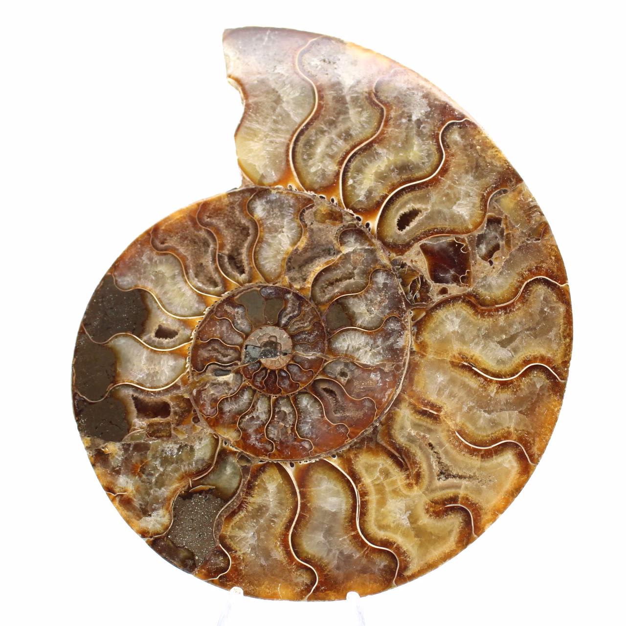 Amonita ornamental pulida de Madagascar – Decoración auténtica