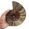 Amonita de Madagascar, pieza de colección, tallada con sierra - 1