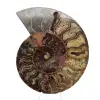 Amonita de Madagascar, pieza de colección, tallada con sierra - 0