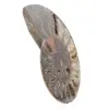 Amonita de Madagascar, pieza de colección, tallada con sierra - 2