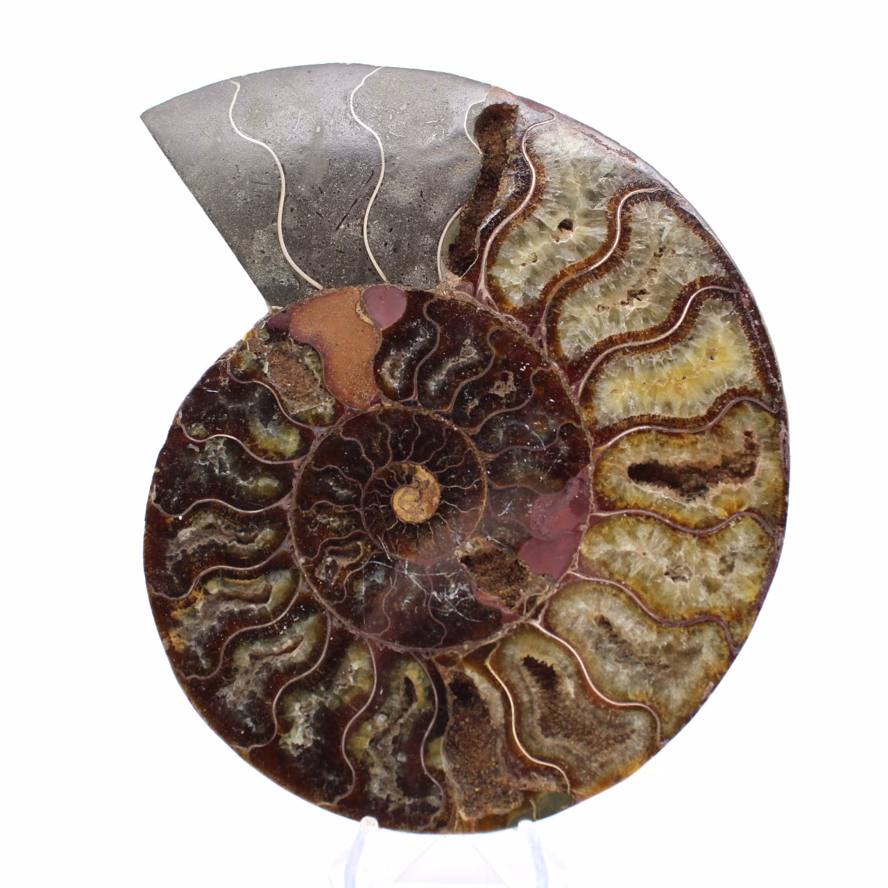 Amonita de Madagascar, pieza de colección, tallada con sierra