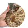 Fósil de amonita aserrado y pulido: brillo natural de Madagascar - 1
