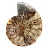 Fósil de amonita aserrado y pulido: brillo natural de Madagascar - 0