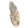 Fósil de amonita aserrado y pulido: brillo natural de Madagascar - 2