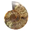 Diseño decorativo de amonita pulida: fósil raro - 0