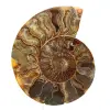 Ejemplar de amonita pulida de Madagascar: elemento decorativo - 0
