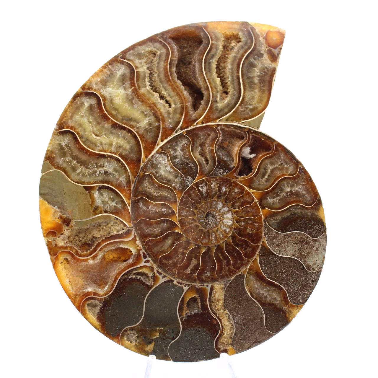 Ejemplar de amonita pulida de Madagascar: elemento decorativo
