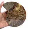 Amonita pulida ideal para decoración – Fósil histórico - 1