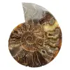 Amonita pulida ideal para decoración – Fósil histórico - 0
