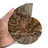 Amonita fósil pulida: autenticidad y armonía natural - 1