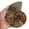 Amonita fósil aserrada: autenticidad para los amantes de la piedra - 1