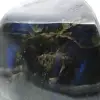 Gran pieza pulida de labradorita de Madagascar - 6