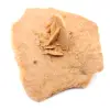 Pequeña Rosa del Desierto de Marruecos: fragmento geológico natural - 2